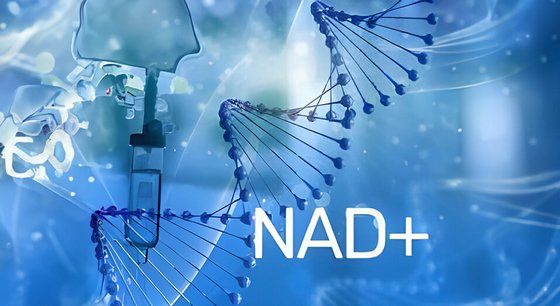 Boost Brain Health and Longevity with NAD - The Biosanctuary